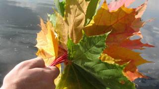 Дыхание осени