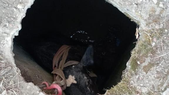 На Ставрополье спасли попавшего в колодец телёнка