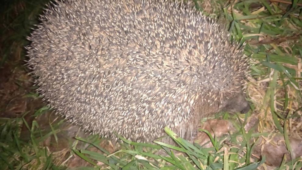 Ежи вышли из спячки в Невинномысске раньше срока