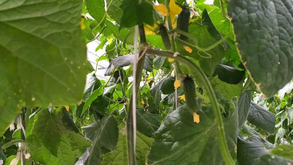 Ставропольский край наращивает производство тепличных овощей