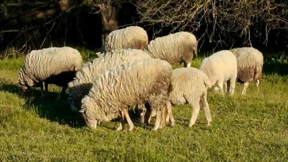 В фермерских хозяйствах Предгорного округа отмечен рост поголовья овец