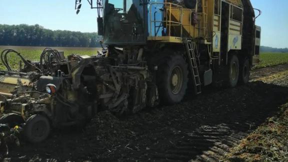 В Кочубеевском округе площадь посадок картофеля превысит 200 га