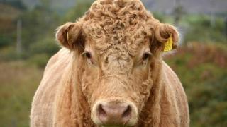 Пастух в Ипатовском округе Ставрополья пытался продать чужой скот