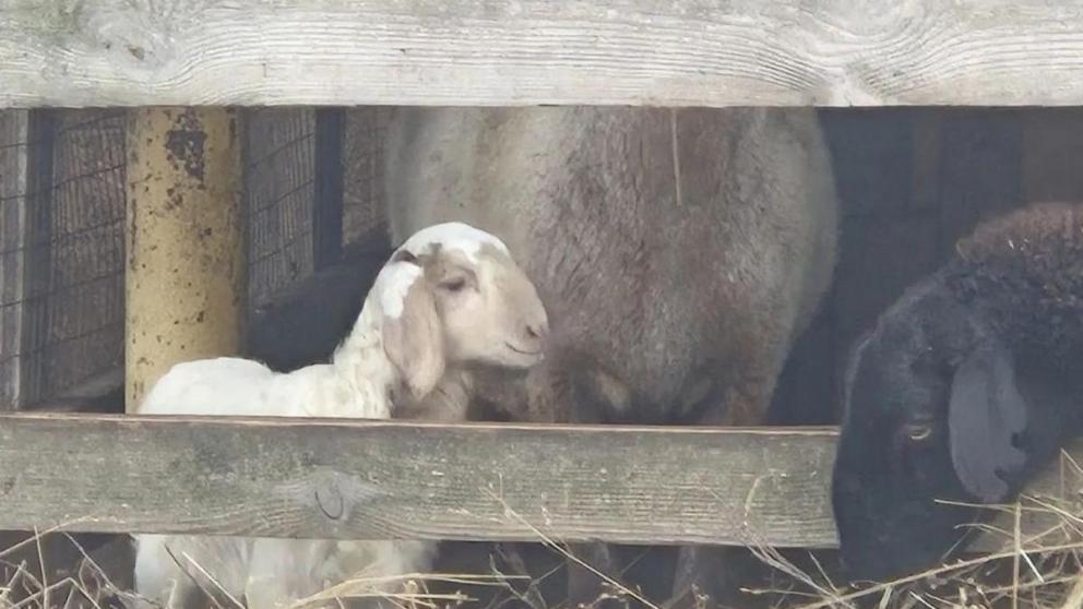 Фермеры Минераловодского округа ожидают более 1200 голов молодняка