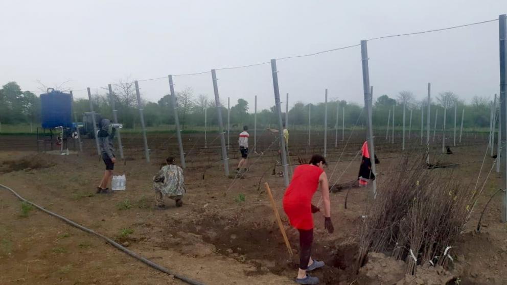 В Курском округе заложены суперинтенсивные сады