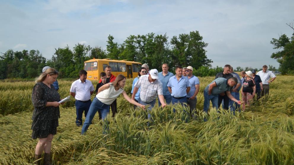 В Александровском округе Ставрополья прошёл День поля