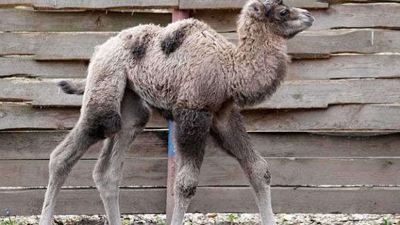 В ставропольском зоопарке родилась верблюдица Маняша