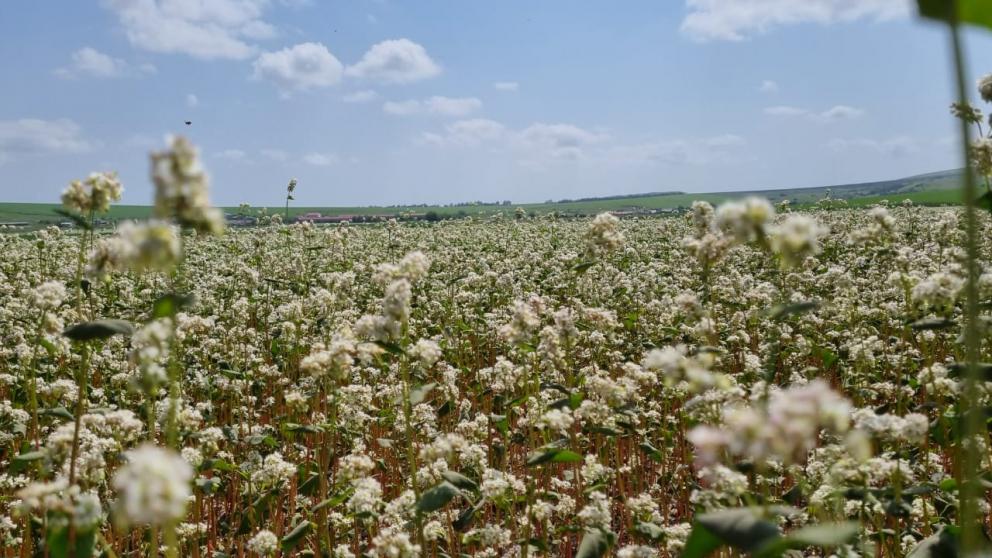 На Ставрополье планируется увеличить площадь посевов гречихи
