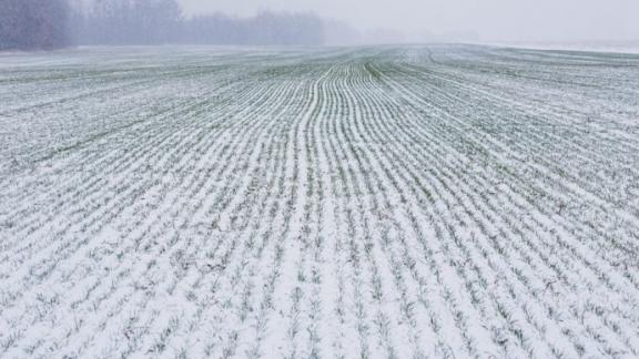 На Ставрополье 95 процентов озимых находится в хорошем и удовлетворительном состоянии