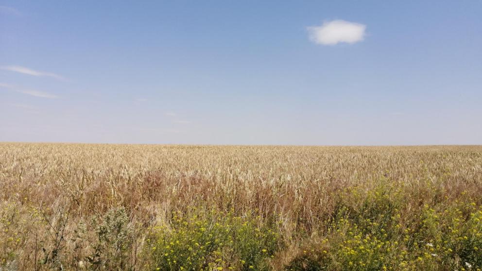 На Ставрополье пройден хлебный экватор