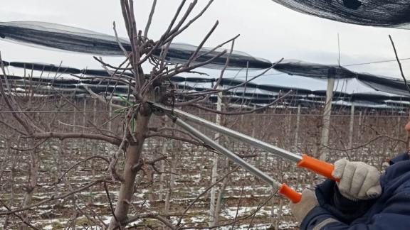 Садоводы на Ставрополье получат поддержку государства