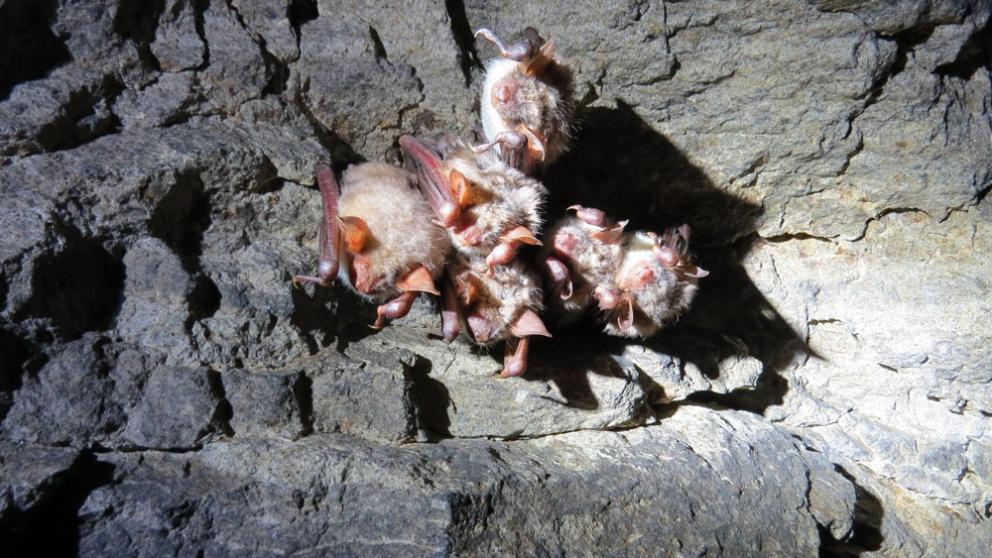 На Ставрополье взяли под охрану летучих мышей