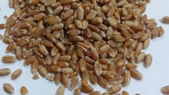 Аграрии Ставрополья продолжают накопление минеральных удобрений для весенне-полевых работ