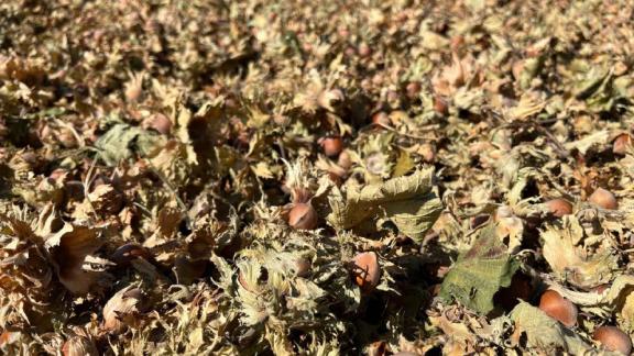 В Предгорном округе собрано 350 тонн фундука