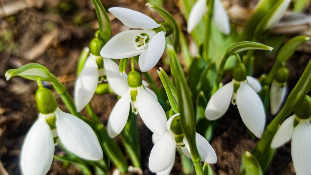 В Ставрополе распустились подснежники