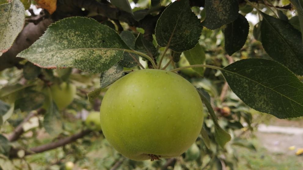 На Ставрополье реализуются инвестпроекты по строительству плодохранилищ