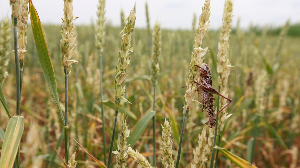 Мароккская саранча обнаружена в пяти округах Ставрополья