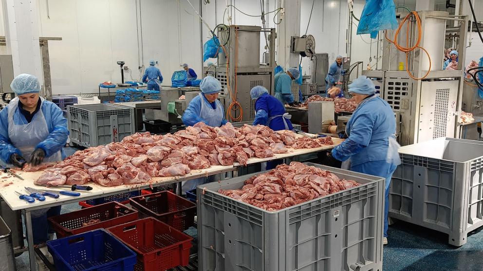 Изобильненское предприятие по производству индейки вышло на полную мощность после птичьего гриппа