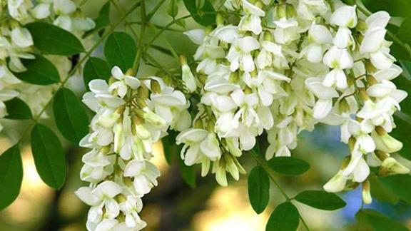 Лесной фонд Ставрополья пополнится 56 га новых деревьев