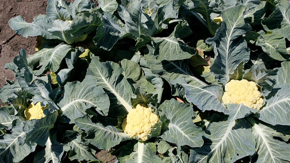 На Ставрополье в разгаре уборка ранних овощей