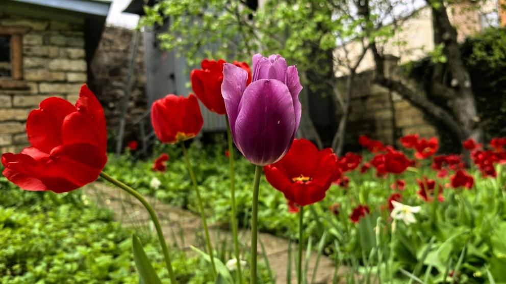 На Ставрополье украсили цветами палисадники ветеранов