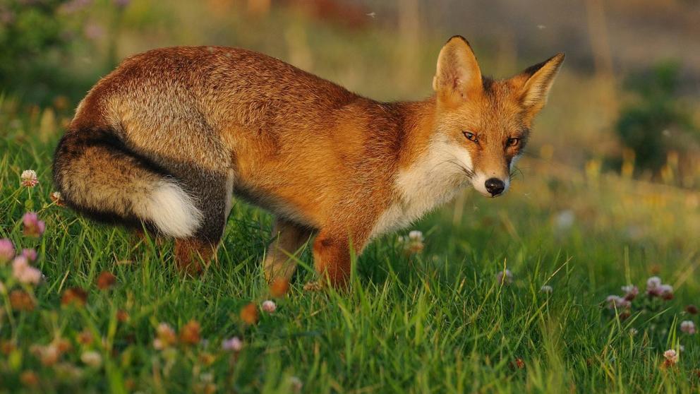 Ставрополье вошло в топ регионов с наиболее благополучной ситуацией по бешенству животных