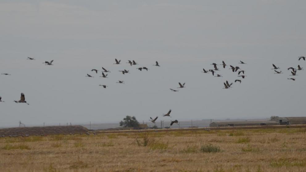 Международная конференция на Ставрополье: Печальная песнь журавля