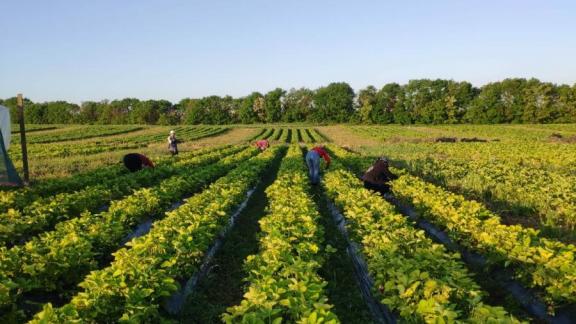 Грантовая поддержка помогла фермеру на Ставрополье развить производство клубники