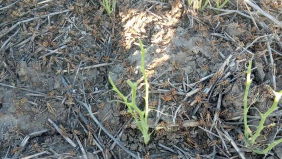 Очаг мароккской саранчи погашен в Благодарненском округе