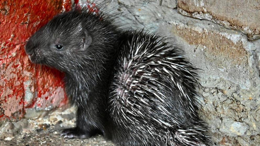 В зоопарке Ставрополя снова бэби-бум: родились дикобраз, зелёная мартышка и муфлон