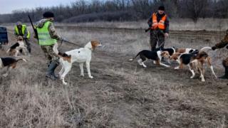 На Ставрополье нередко волков путают с шакалами