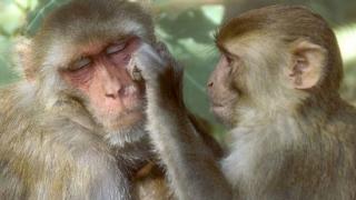 Социумы обезьян и человека имеют большие сходства