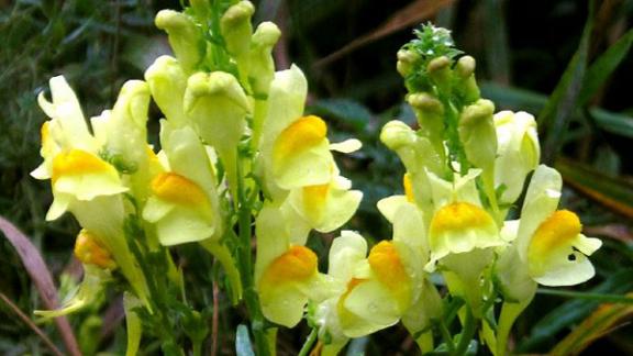 Льнянка – лечебное средство с глубокой древности