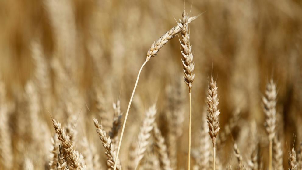 Ячменем на Ставрополье засеяно 10,7 тысячи гектара