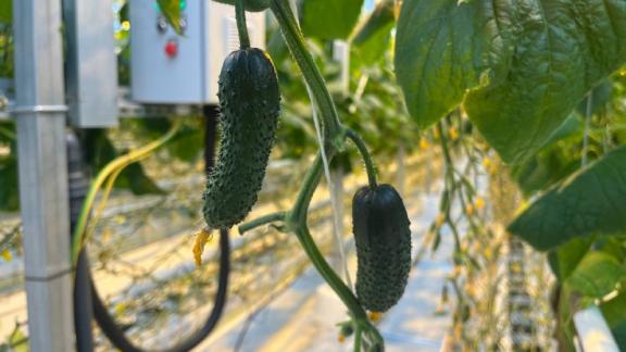 Тепличный комплекс в Новоселицком округе нарастит объемы производства