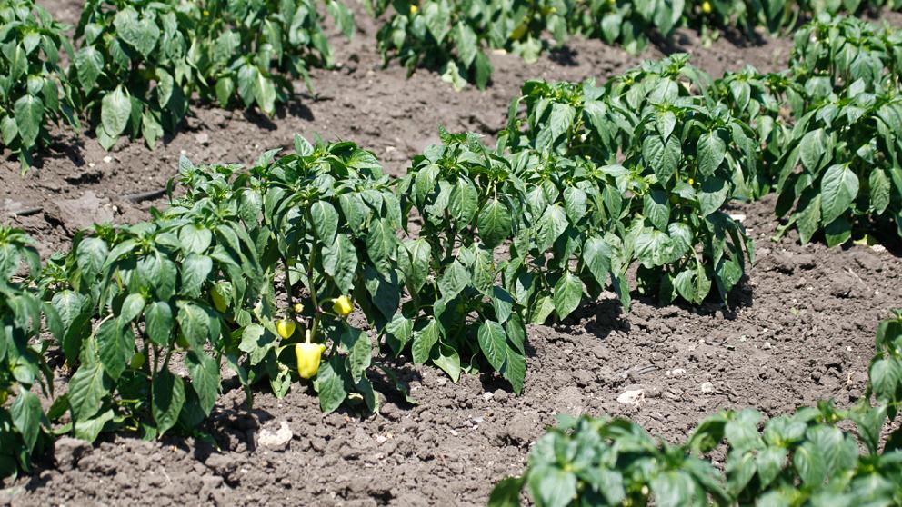 Овощами открытого грунта на Ставрополье засеяно около 7,2 га