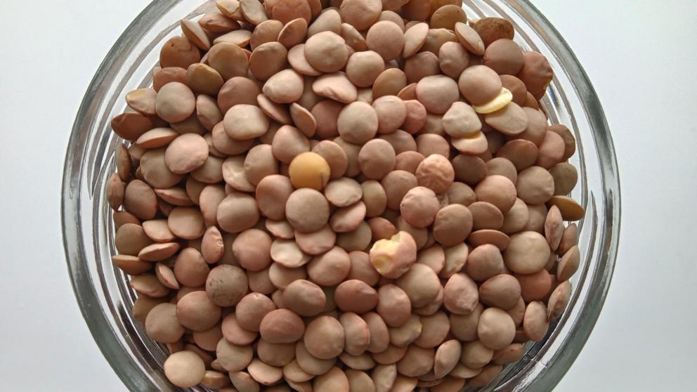 Площади посевов чечевицы увеличились в 4 раза на Ставрополье