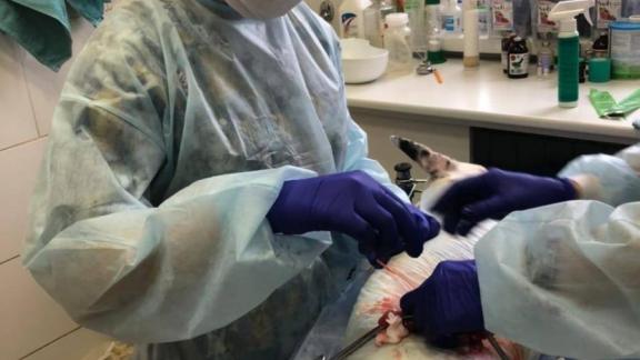 Лучший молодой ветеринар Ставрополья живёт в Предгорном округе