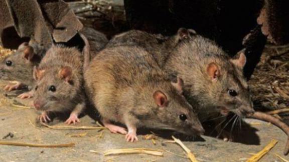 Избавляемся от мышей дома: советы и средства