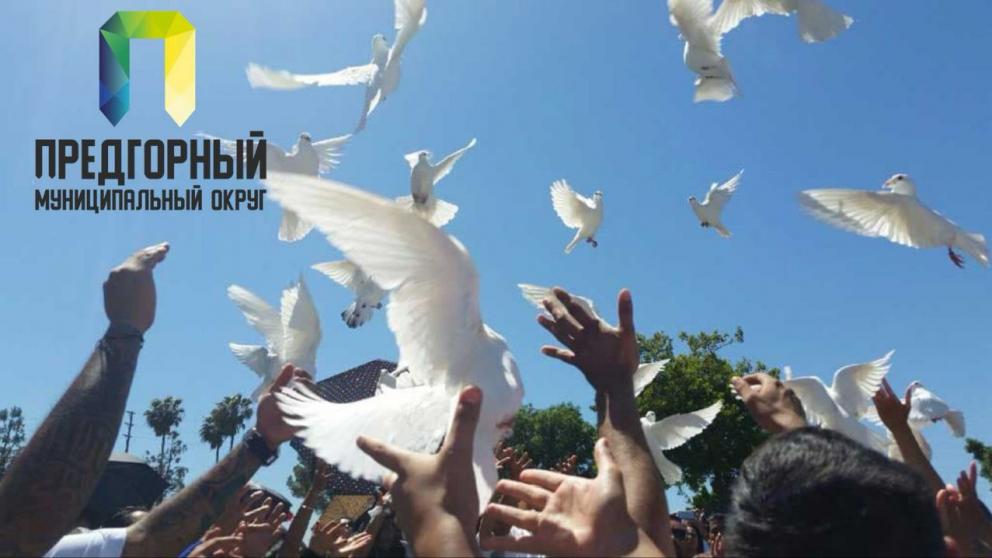 В День Победы в Предгорье выпустят в небо 80 голубей