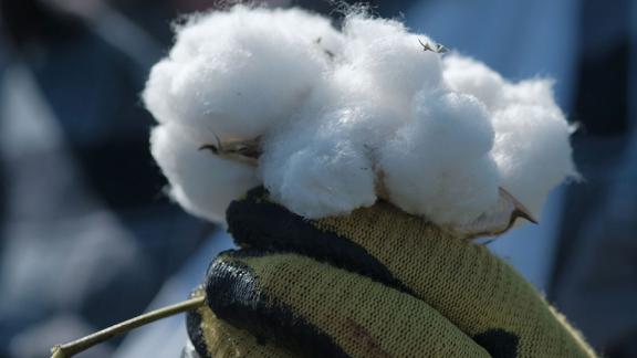 Проект по производству хлопка за 12,2 млрд рублей запустят в Будённовском районе