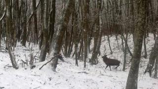В ставропольском заказнике на горе Стрижамент оленей и косуль стало больше