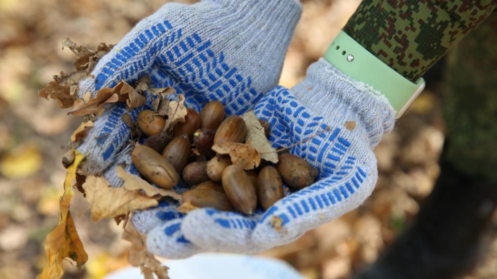 В Ставрополе горожане собирают «Миллион жёлудей»