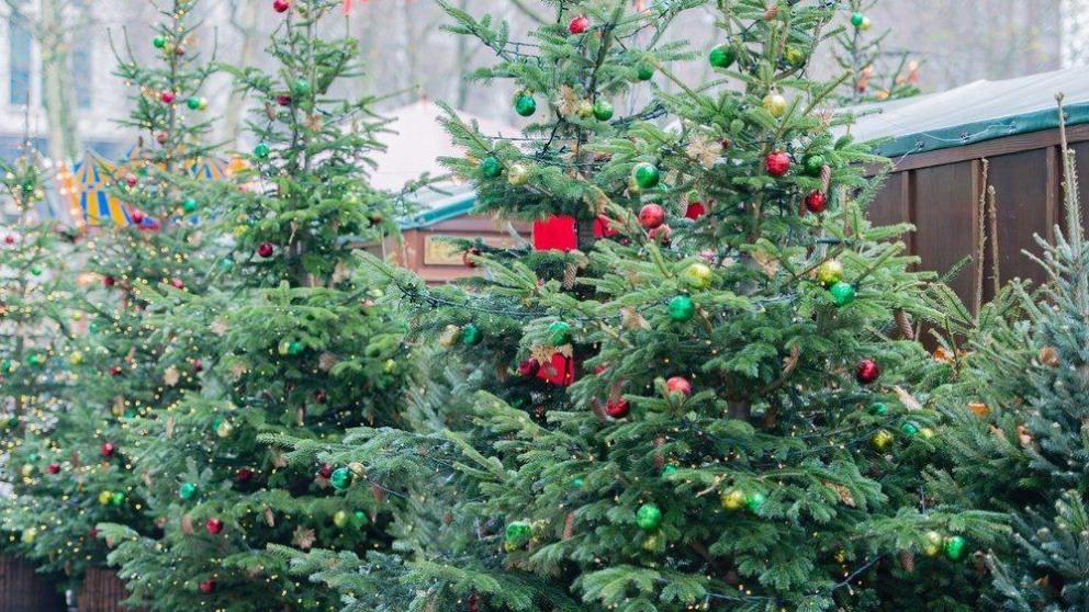 Круглосуточные ёлочные базары откроются в Ставрополе 15 декабря