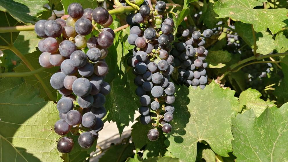 Ставрополье вошло в тройку ведущих регионов страны по агрострахованию в виноградарстве