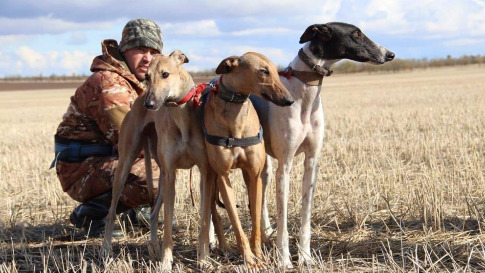 Ставропольцев приглашают к участию в испытании грейхаундов