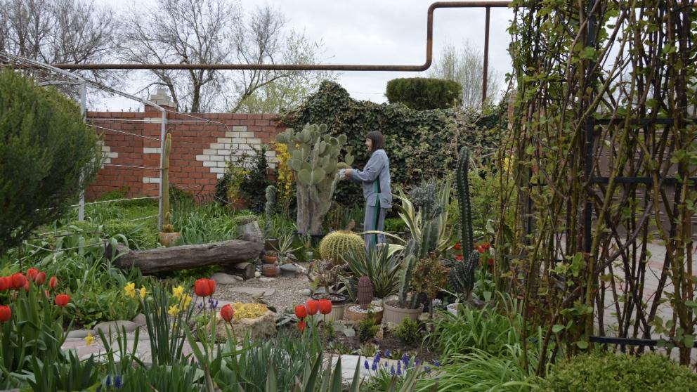 Жительница села Дивного 18 лет выращивает кактусы