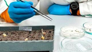 В Александровском округе Ставрополья подготовили половину семян к весеннему севу