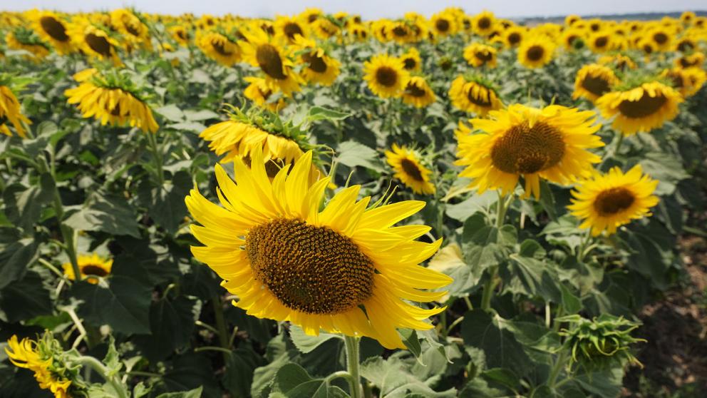 В Ставропольском крае на производство подсолнечника направят около 130 млн рублей