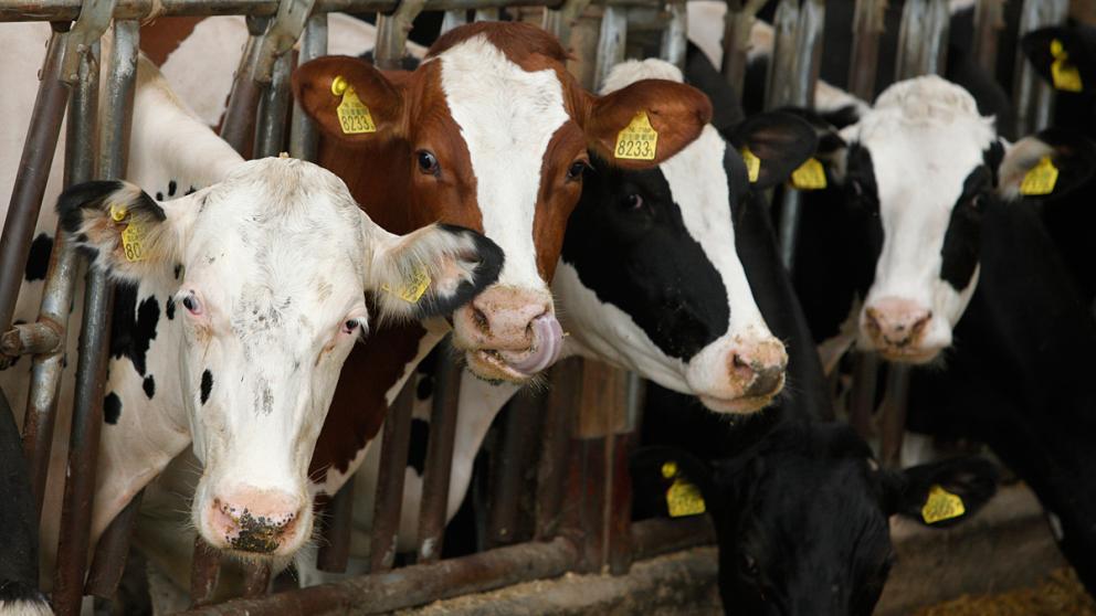 На Ставрополье коровы заразились бруцеллезом